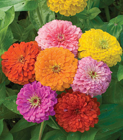 Zinnia, Giant Flowered Mixed Colors
