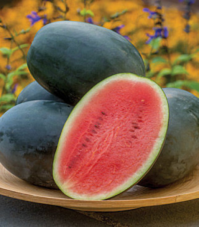 Watermelon, Little Darling Hybrid