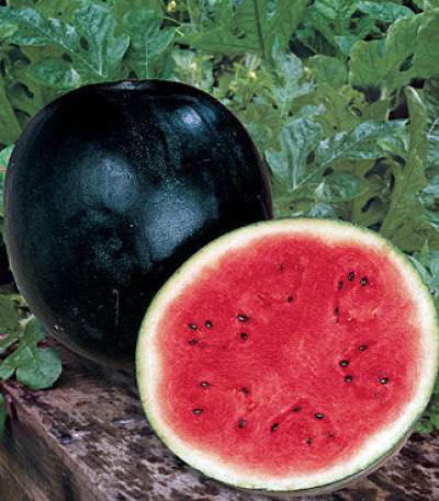Watermelon, Sugar Baby Organic