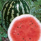 Watermelon, Crimson Sweet