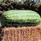 Watermelon, Carolina Cross #183