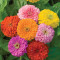 Zinnia, Giant Flowered Mixed Colors