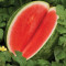 Watermelon, Red Ruby Hybrid