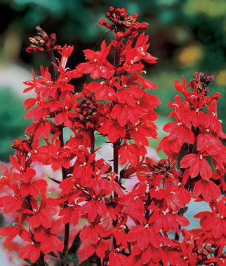 Lobelia, Cardinal Flower