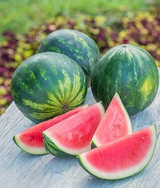 Watermelon, Mini Piccolo Hybrid