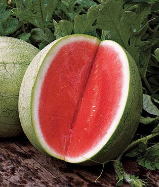 Watermelon Seedless, Big Tasty Hybrid