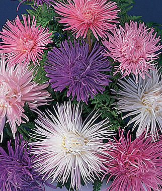 Aster, Fireworks Mixed Colors
