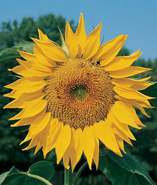 Sunflower, Mammoth Russian